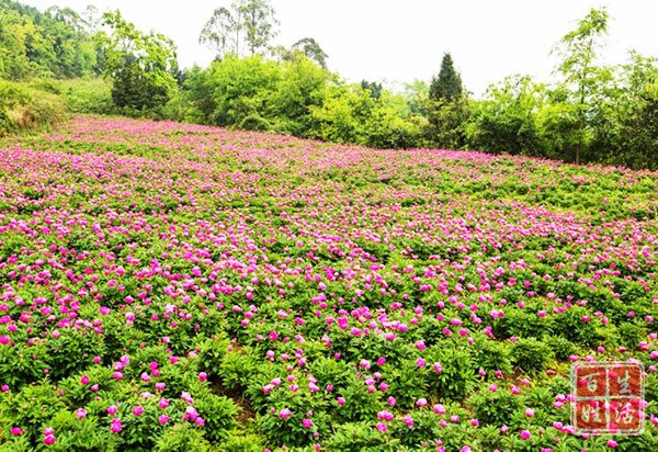 芍药花开引客来